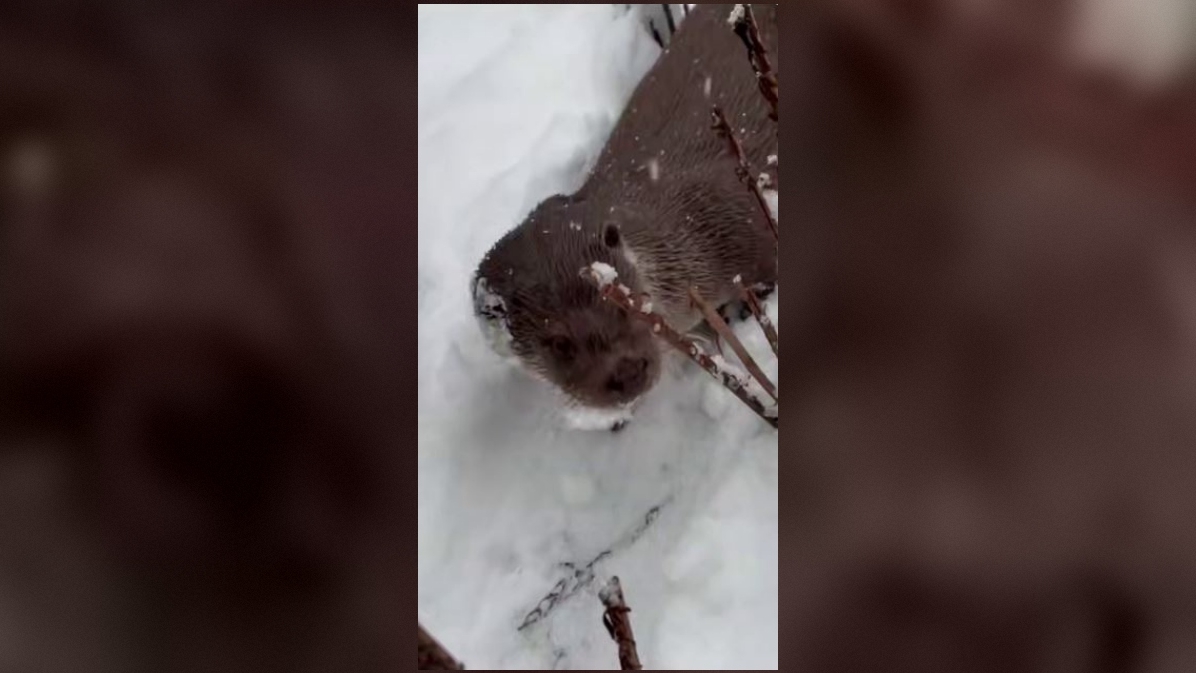 Выдры из Ленинградского зоопарка продемонстрировали свои зимние развлечения в снегу