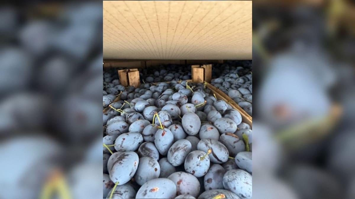 В Петербург доставили свыше 46 тонн плодов с монилиозной гнилью