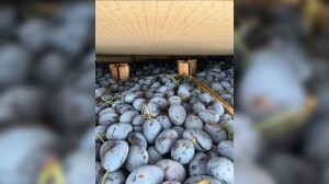 В Петербург доставили свыше 46 тонн плодов с монилиозной гнилью