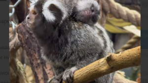 В семье игрунков Ленинградского зоопарка родился детеныш