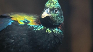 Национальные птицы Непала появились в Ленинградском зоопарке