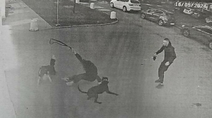 Команду «Фас» давал и свободу с Бесом потерял: суд Петербурга конфисковал злую собаку и посадил хозяина