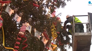 Распилят на две части: стало известно, что ждет елку с Дворцовой после демонтажа