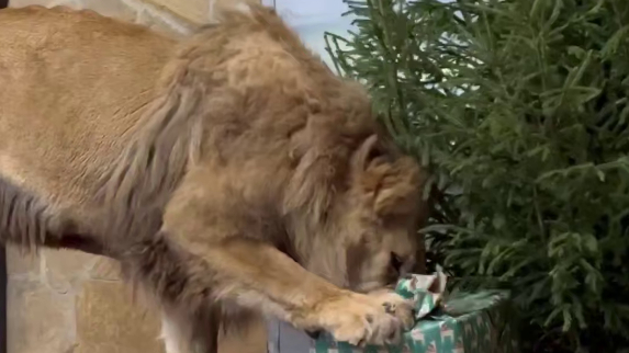 Лензоо показал радость хищников на зависть работающим петербуржцам после новогодних каникул