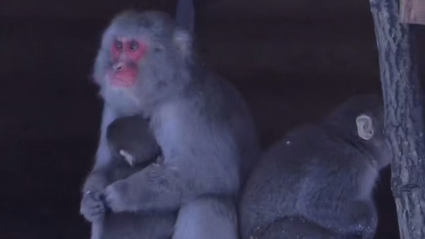 В Лензоо показали замерзших и «слипшихся» макак