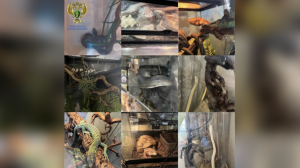 В столичной квартире, где школьницу покусала змея, нашли десяток диких рептилий