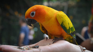 Петербуржца лишили водительских прав за съеденный корм для попугаев после аварии на КАД