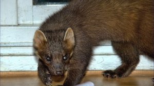 Маленький и пушистый гроза белок появился на Елагином острове