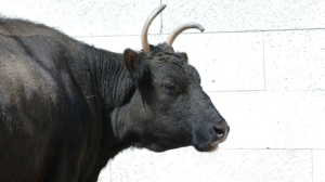 В Ленинградском зоопарке умерли Сахая и Мааны