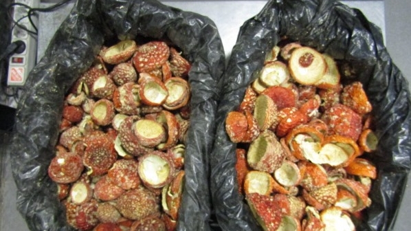 Петербургские таможенники запретили пятерым «кормить» Эстонию мухоморами