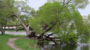 Старые ивы могут исчезнуть с берега Ольгиного пруда в Петергофе