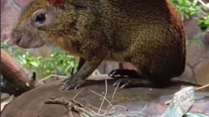 Ботанический сад подарил зимние лакомства петербургским грызунам и приматам