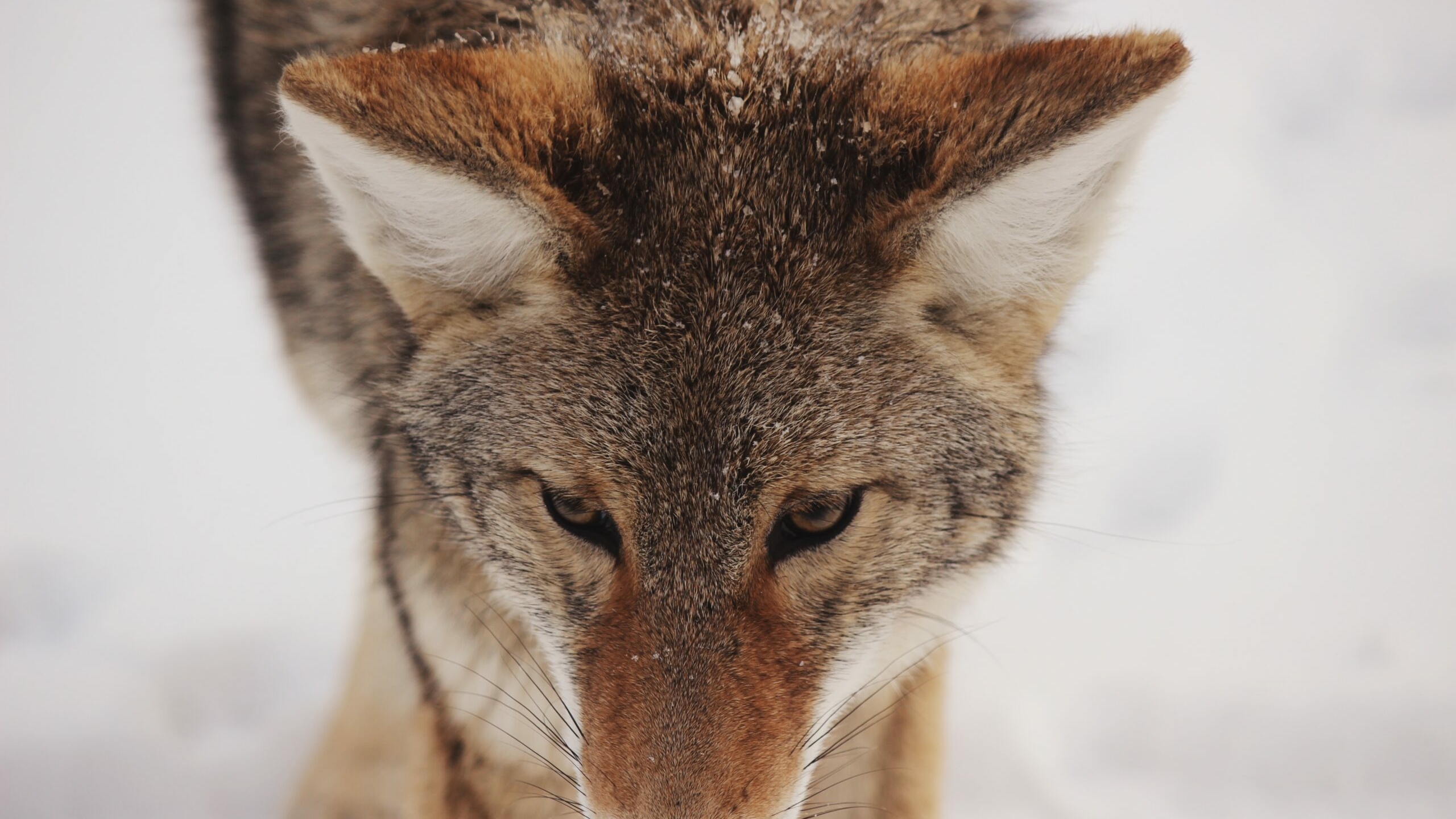 Поселился в сарае: пожилая жительница Тихвина спасла изможденного старого волка