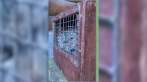 Невеста манула Шу все ближе: самку Пепе разместили по соседству с будущим мужем в Ленинградском зоопарке