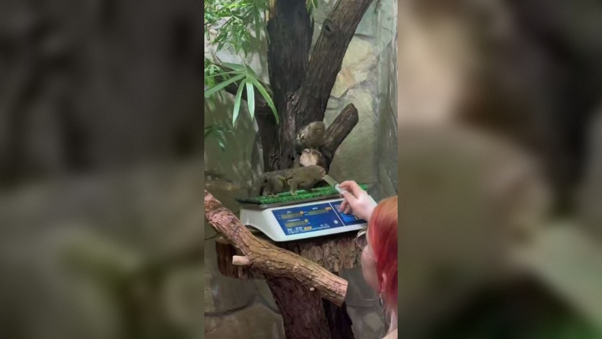 Маленьких приматов из Лензоопарка научили вставать на весы с помощью небольшой хитрости