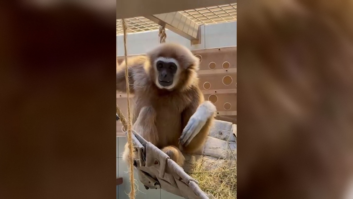 В Ленинградском зоопарке главе семейства гиббонов вручили фруктовые подарки в честь дня рождения