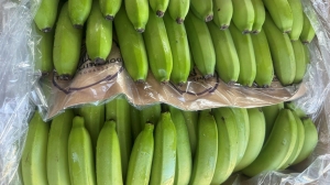 Через Морской порт в Петербург с начала года пытались ввезти более 230 тонн зараженных фруктов