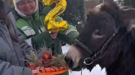 Мимиметр зашкалило: ослика Бурашку в Лензоопарке поздравили с днем рождения
