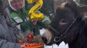 Мимиметр зашкалило: ослика Бурашку в Лензоопарке поздравили с днем рождения