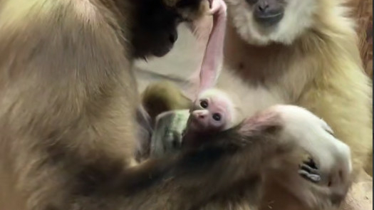 Белорукие гиббоны Ленинградского зоопарка в шестой раз стали родителями