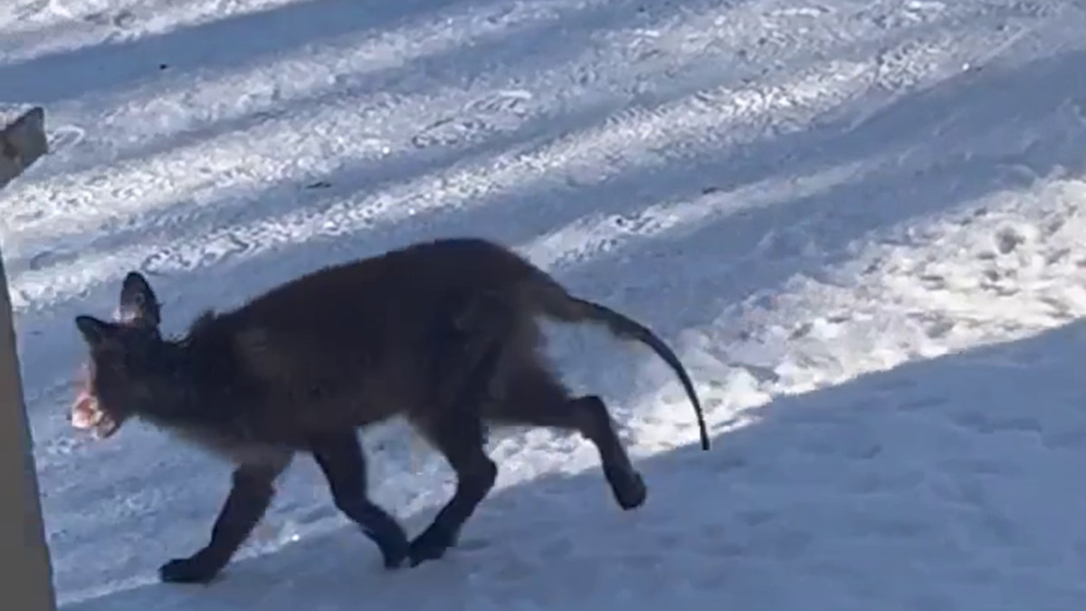 В парке Монрепо лечат облысевшего из-за клещей лисенка