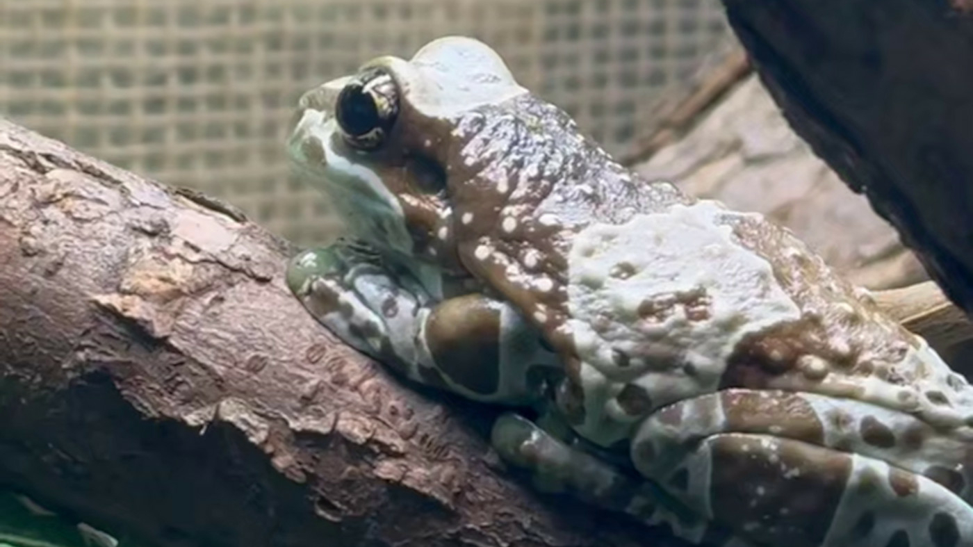 В Петербурге стало еще больше жабовидных квакш-арлекинов