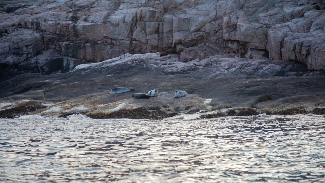 Молодые ученые получат гранты для развития Арктики
