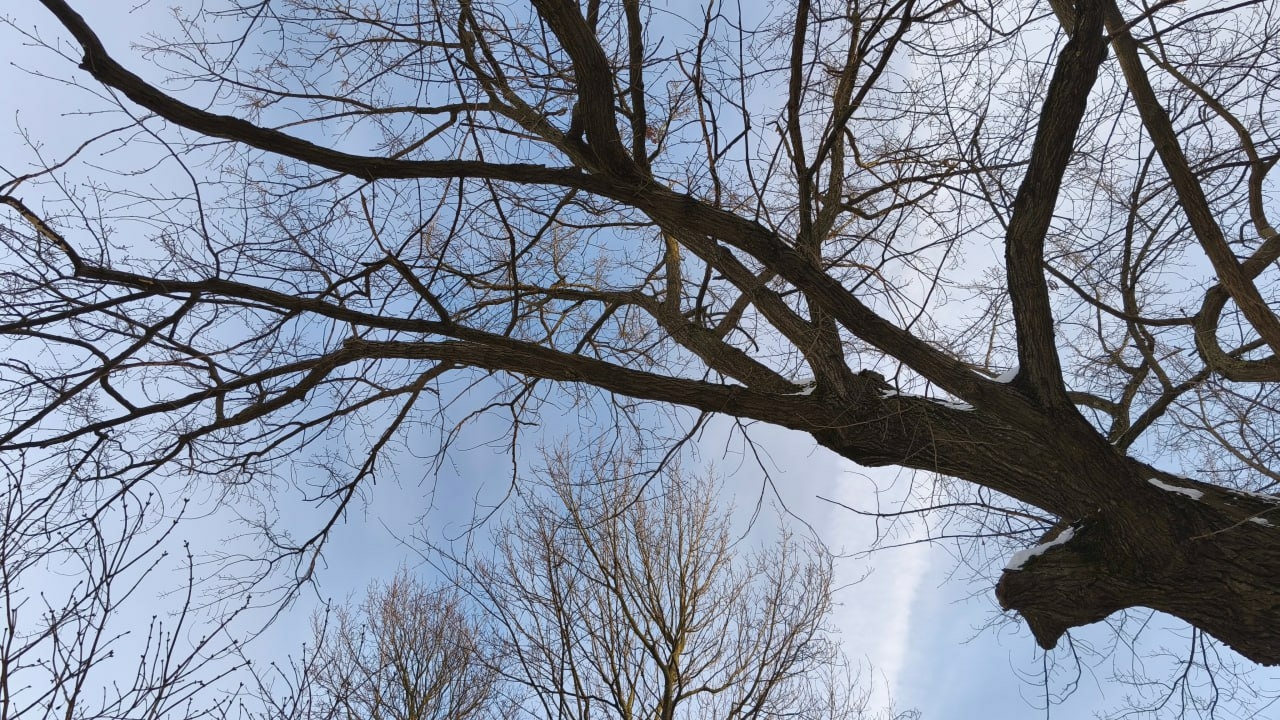 Вековой дуб на Петроградской стороне решили пока не сносить