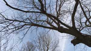 Вековой дуб на Петроградской стороне решили пока не сносить