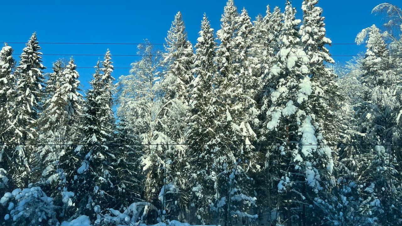 В Петербурге раскрыли убийство спустя 17 лет. Останки женщины все еще ищут в лесу