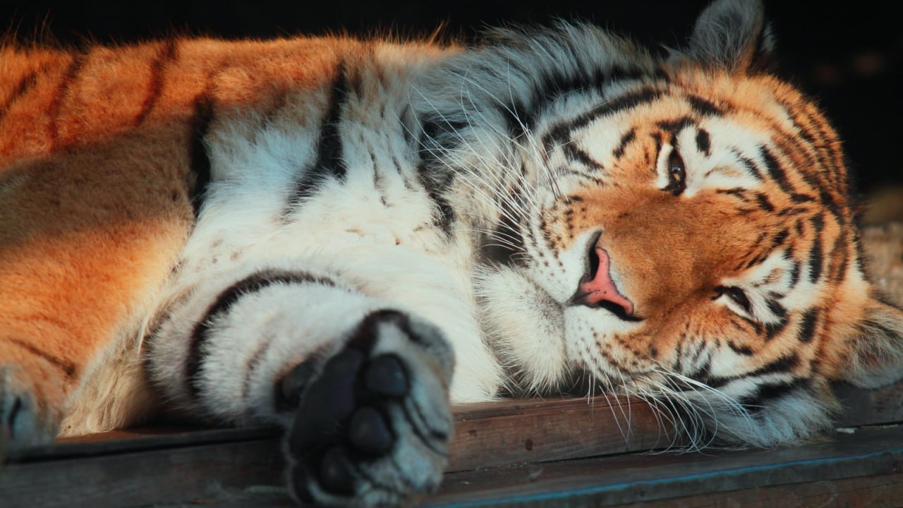 «Однажды ты просто стоишь у пустого вольера»: тигр Амадей умер в Лензоо