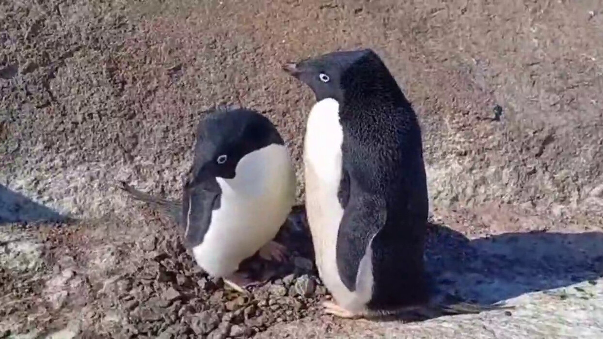 Полярники петербургского НИИ Арктики и Антарктики показали влюбленных пингвинов