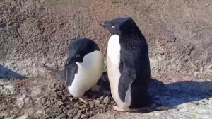 Полярники петербургского НИИ Арктики и Антарктики показали влюбленных пингвинов