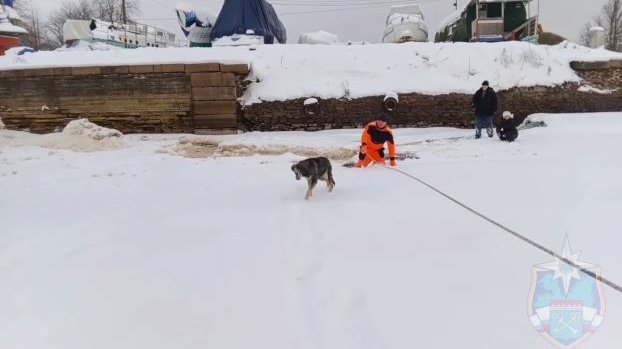 Под Петербургом спасатели вытащили из холодной воды собаку