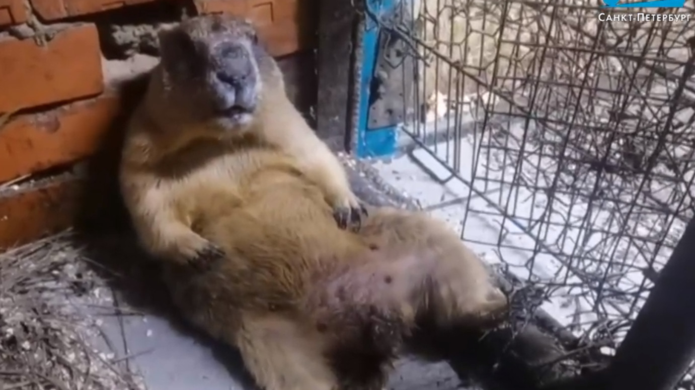 День сурка в Петербурге и Ленобласти: Фил не проснулся, оттепель отменяется