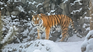 В Ленинградском зоопарке приболел старичок-тигр Амадей