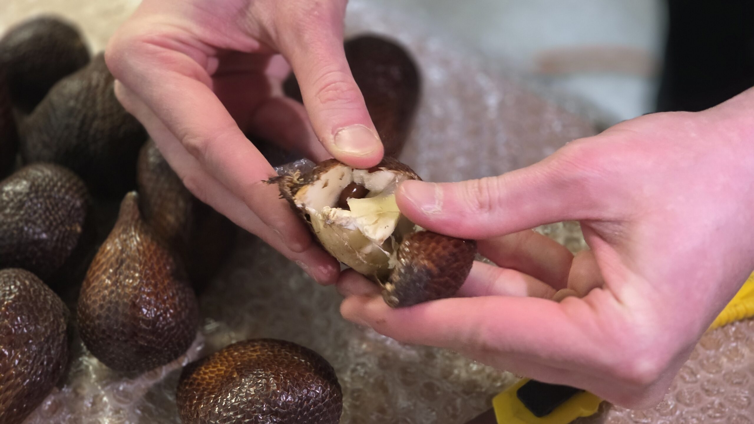 Пулковские таможенники посмотрели на 1,2 тысяч кг змеиных яиц тайцев