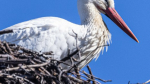 В Выре под Гатчиной заметили красавца-аиста, исполнявшего брачные песни