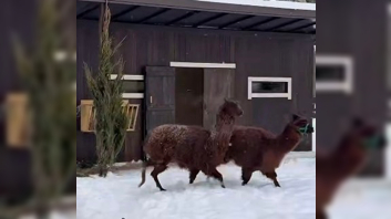 Альпаки-новоселы играют  «в догонялки» в Ленинградском зоопарке и ждут гостей