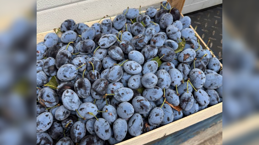 На столах петербуржцев могли оказаться зараженные чилийские сливы и нектарины