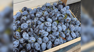 На столах петербуржцев могли оказаться зараженные чилийские сливы и нектарины