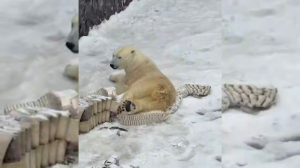 В Ленинградском зоопарке белая медведица не скрывала радости от снегопада — она устроила катание по льду