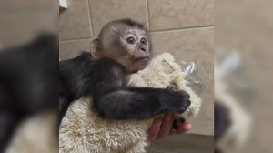 Малышка вандеру из Ленинградского зоопарка повторила историю макака Панча