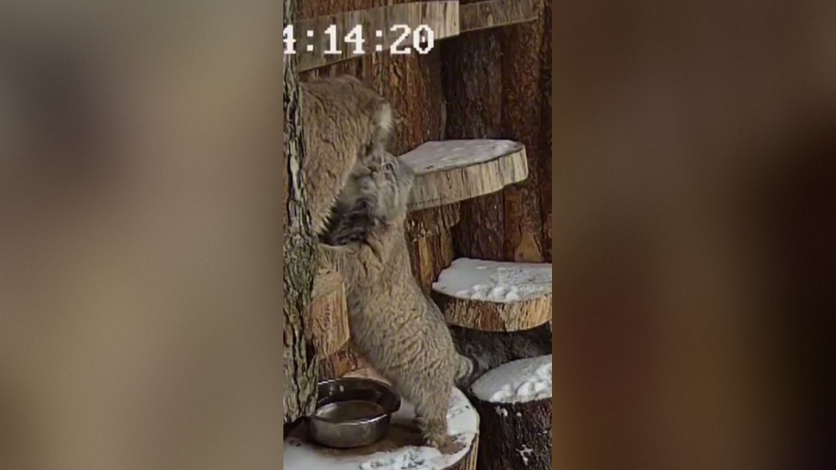 Манул Шу из Лензоопарка получил по носу от невесты Пепе на первом свидании