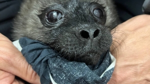 На Ладоге спасли первого в этом сезоне нерпенка