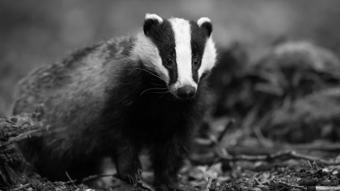 Полосатые чистюли проснулись ночью в лесах Ленобласти