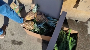 Сотрудники ККИ пресекли незаконную торговлю 45,5 килограмма фруктов и зелени у метро «Озерки» в Петербурге