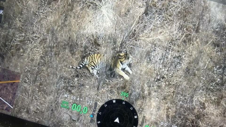 Женщина сбила занесенного в Красную книгу амурского тигра в Приморье: фото