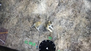 Женщина сбила занесенного в Красную книгу амурского тигра в Приморье: фото