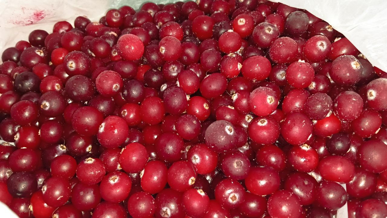 В лесах Ленобласти начался сезон сбора ягод. За день набирают по 25 литров